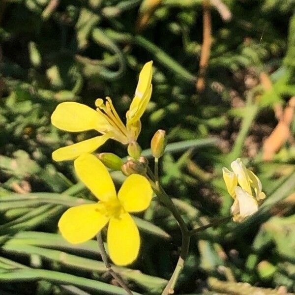 Coincya monensis Blomma