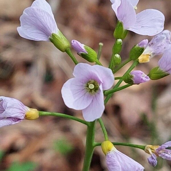 Cardamine pratensis Çiçek