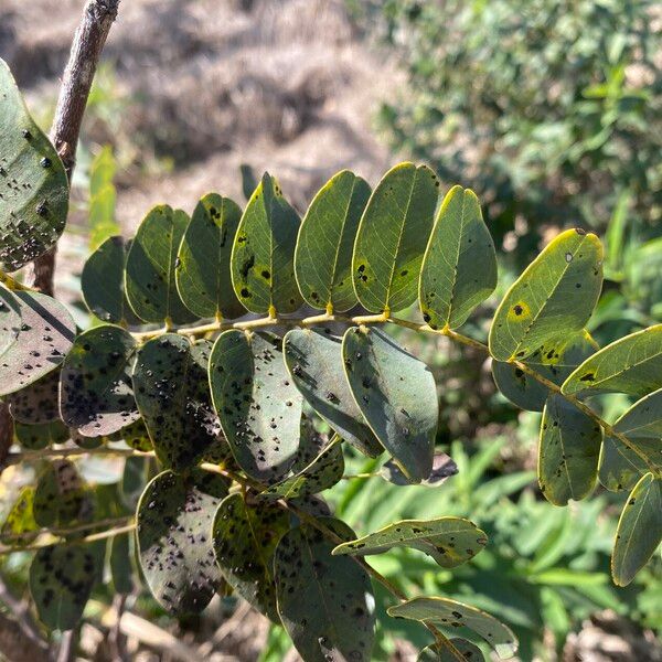 Dalbergia miscolobium Blatt