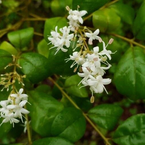 Ligustrum sinense 花