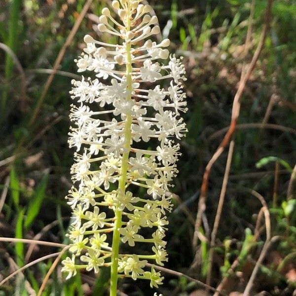 Amianthium muscitoxicum ফুল