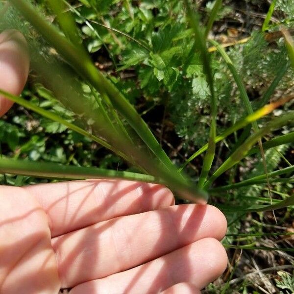 Allium cernuum Foglia