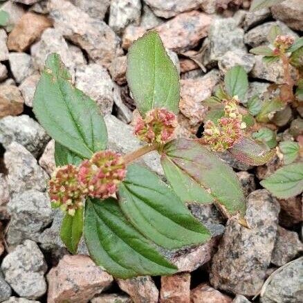 Euphorbia hirta Leht