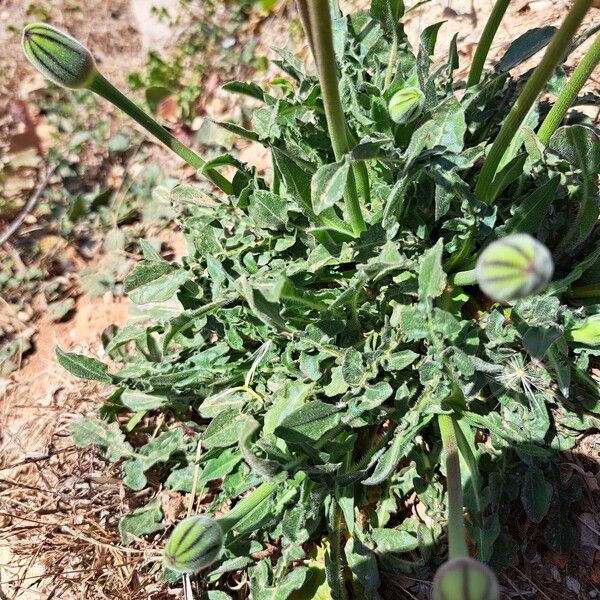 Urospermum dalechampii Leaf