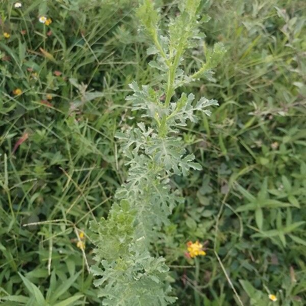 Adenophyllum porophyllum Leht