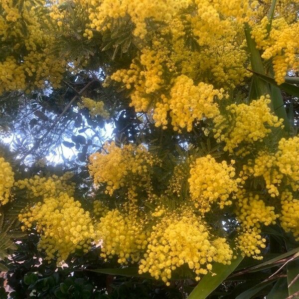 Acacia baileyana Çiçek