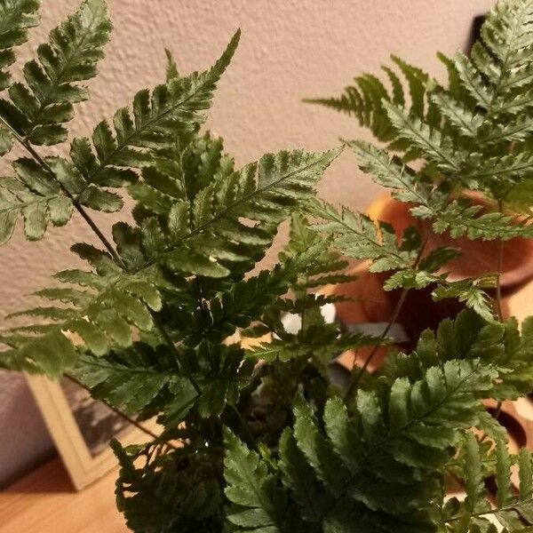 Pteris tremula Blatt