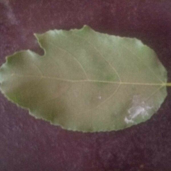 Ficus exasperata Leaf