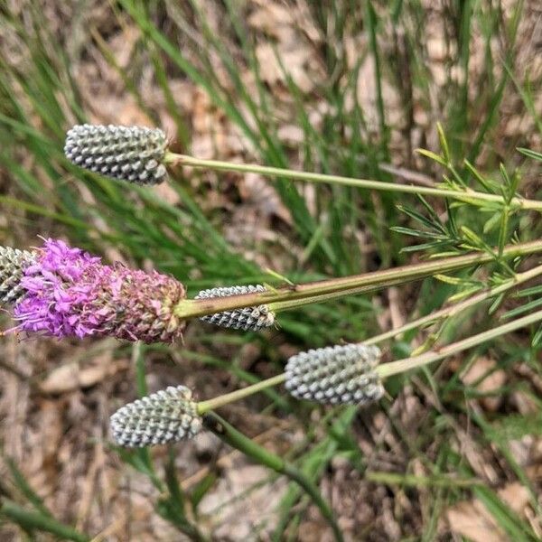 Dalea purpurea Cvet