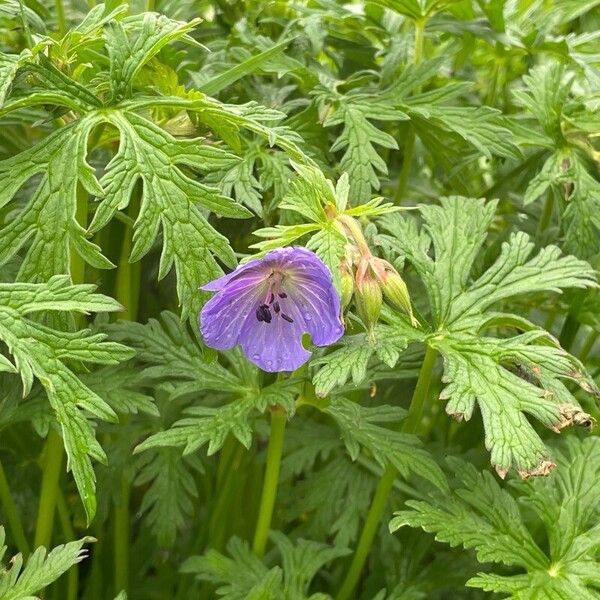 Geranium pratense Habit