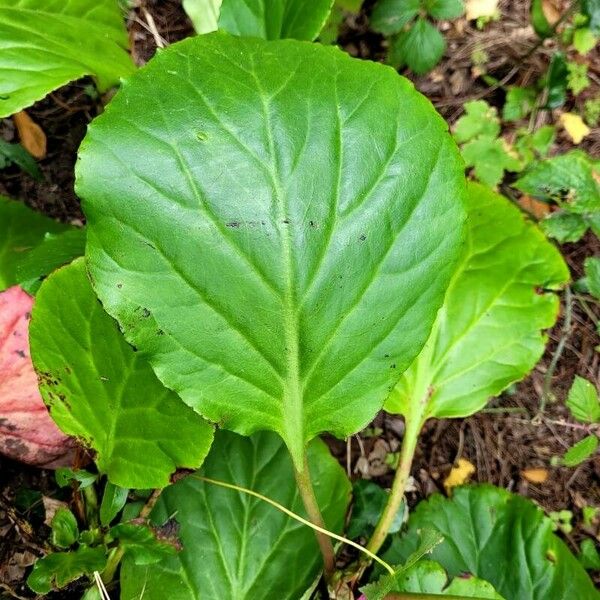 Bergenia crassifolia Folha