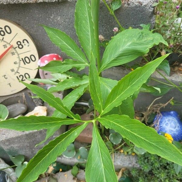 Arisaema dracontium List