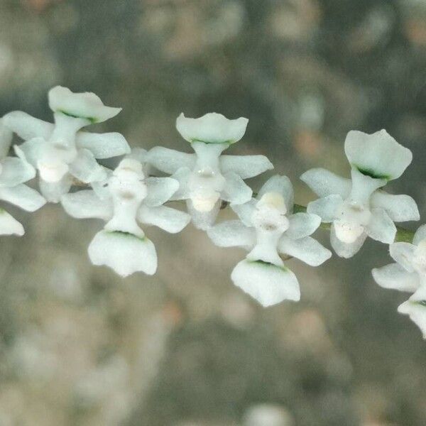 Listrostachys pertusa Flors