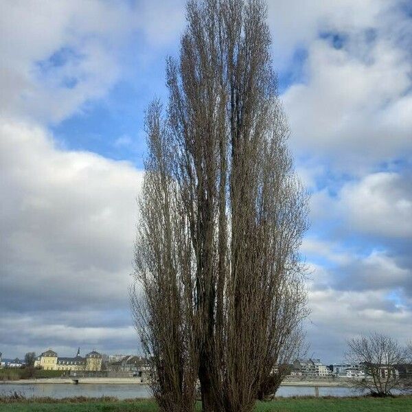 Populus nigra ശീലം