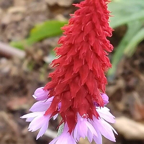 Primula vialii Flower