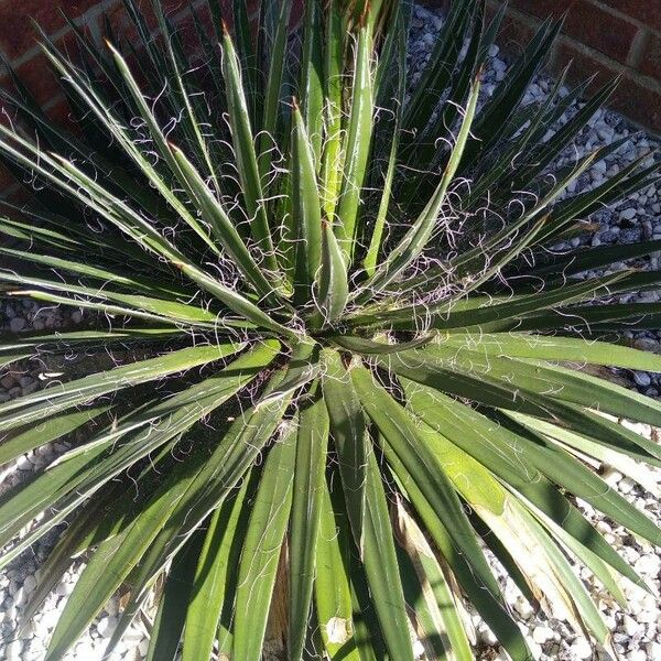 Agave filifera Leaf