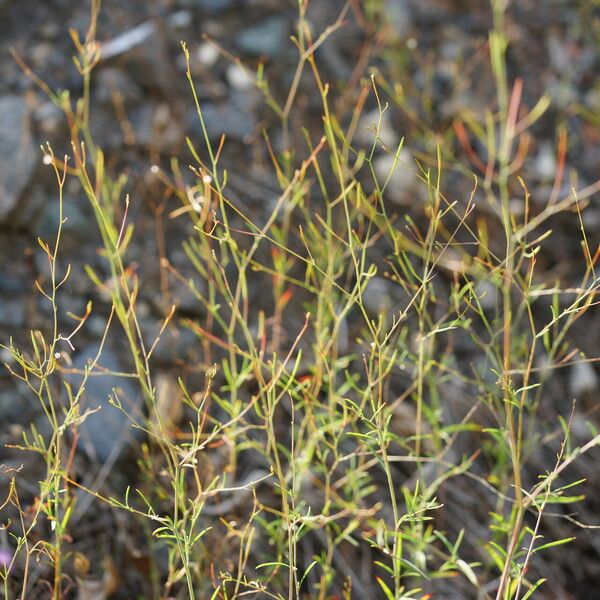 Epilobium brachycarpum Лист