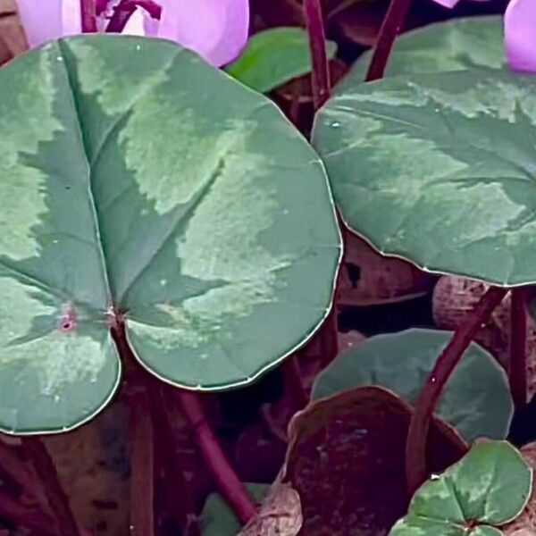 Cyclamen coum Leaf