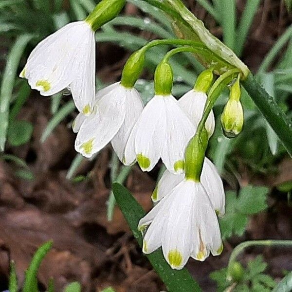 Leucojum aestivum Cvet