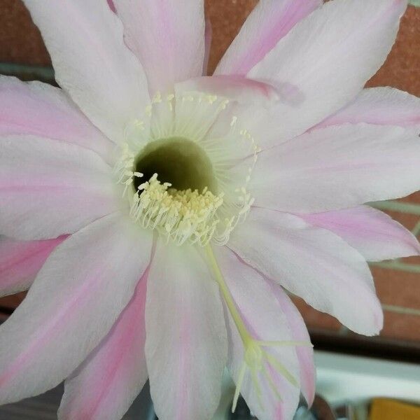 Echinopsis oxygona Fleur