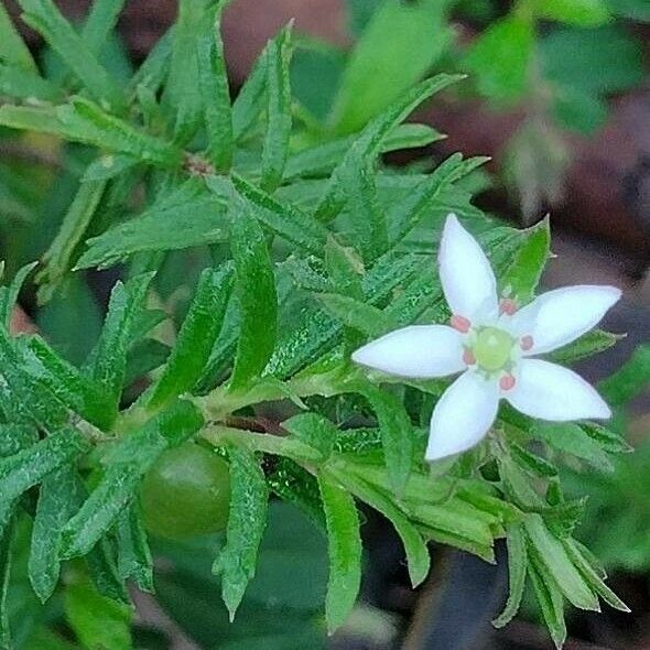 Rhytidosporum procumbens Folha