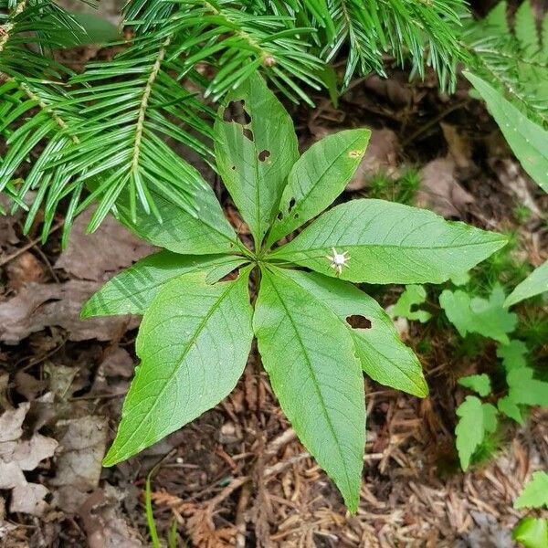 Lysimachia borealis Habitus