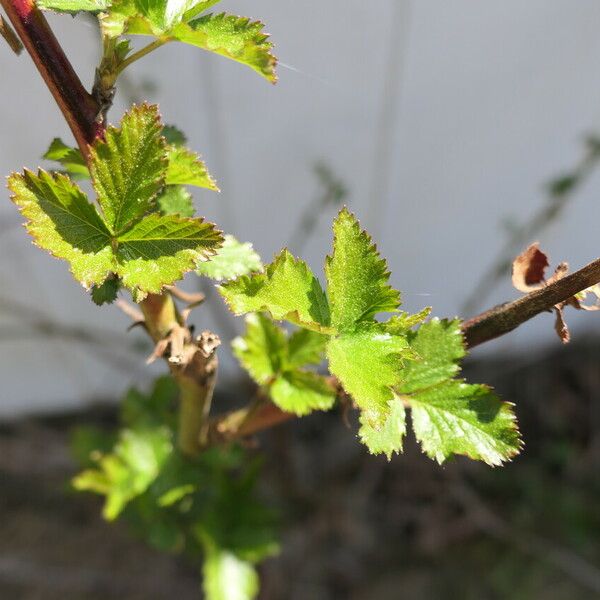 Rubus pensilvanicus Leaf