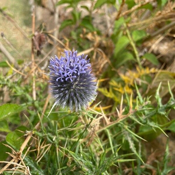 Echinops spinosissimus 花