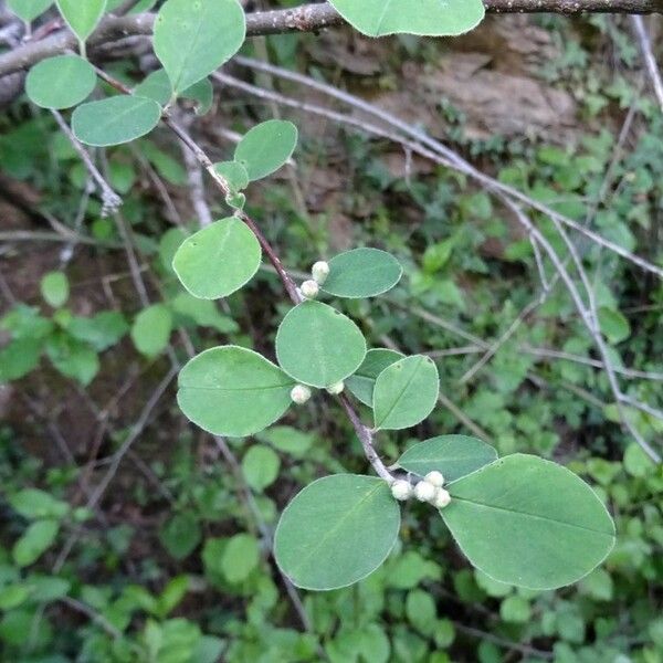 Cotoneaster nummularius Leaf