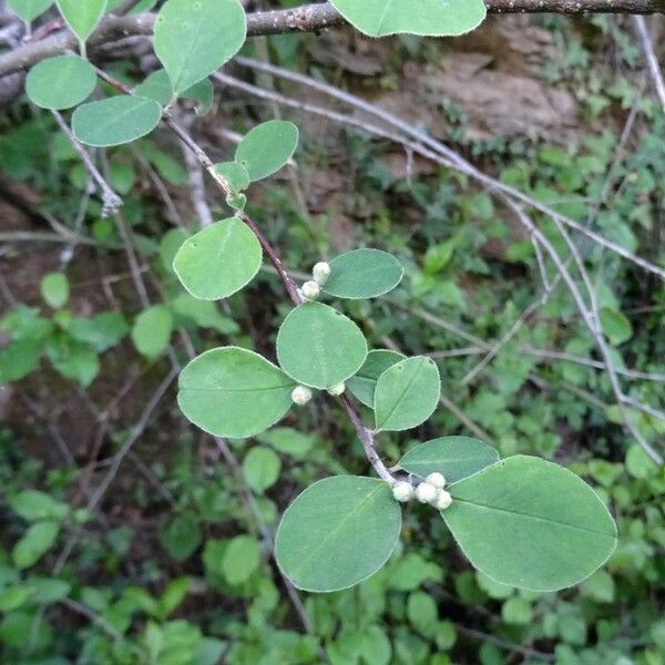 Cotoneaster nummularius 葉