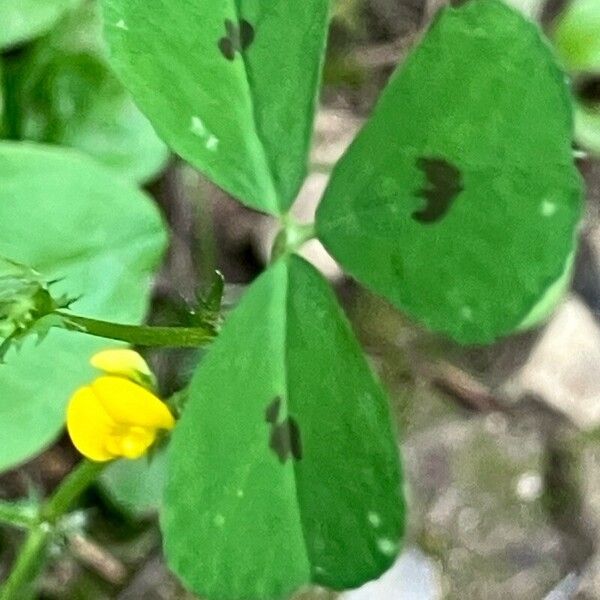 Medicago arabica Folla