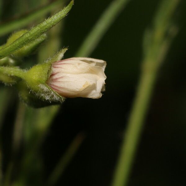 Sida linifolia Blüte