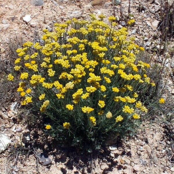 Helichrysum stoechas Yeri