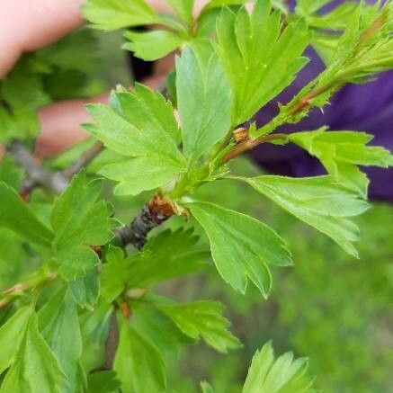 Syringa vulgaris Leaf