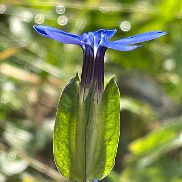 Gentiana utriculosa Fleur