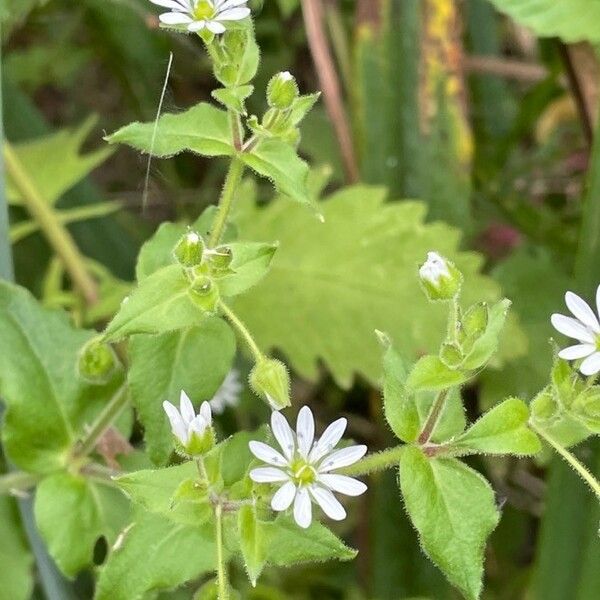 Myosoton aquaticum Flower