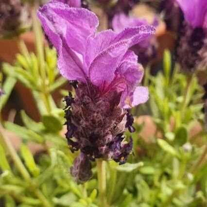 Lavandula stoechas Λουλούδι