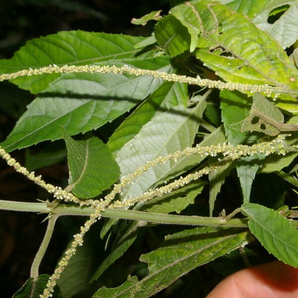 Acalypha apodanthes Blad