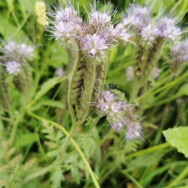 Phacelia tanacetifolia 花