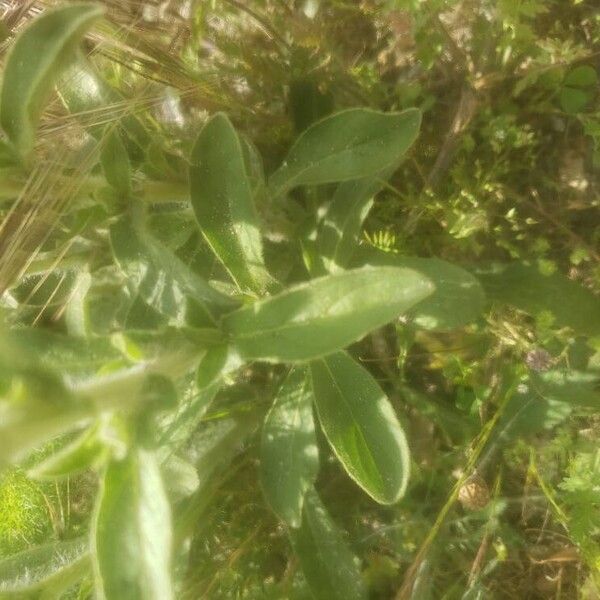 Pallenis spinosa Leaf