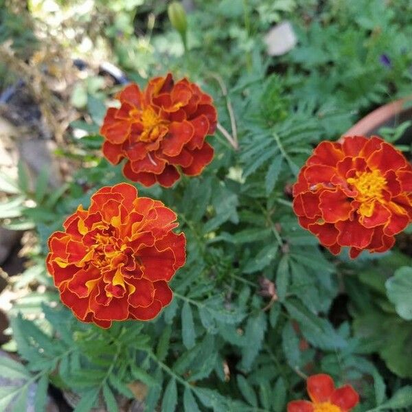 Tagetes patula ফুল