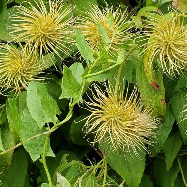 Clematis lasiantha Fruit