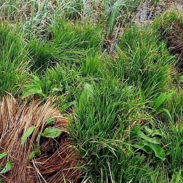 Carex nigra عادت