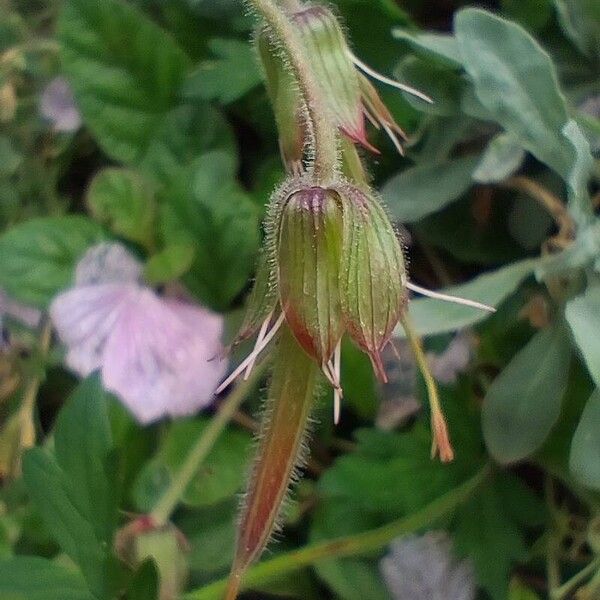 Geranium himalayense Fruchs