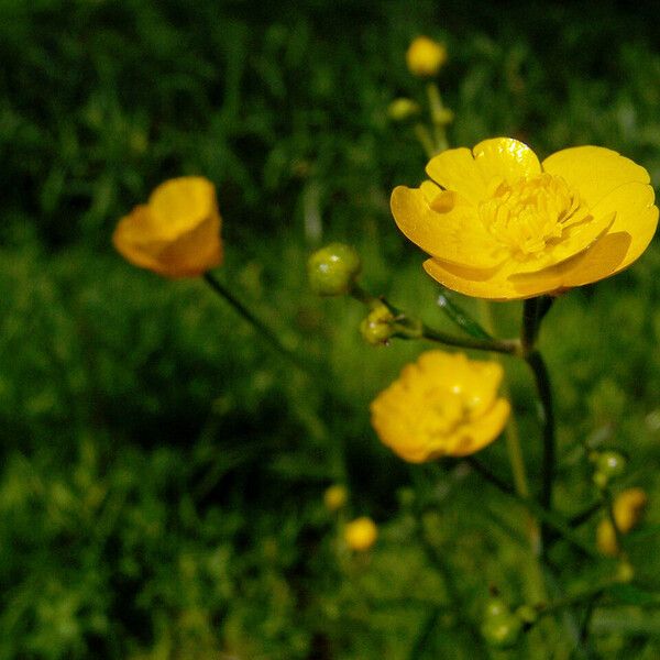 Ranunculus bulbosus फूल