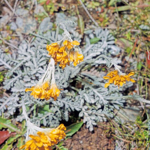 Jacobaea incana Flower