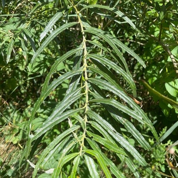 Salix viminalis Lapas