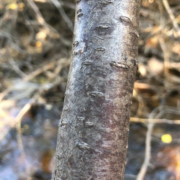 Betula occidentalis Bark