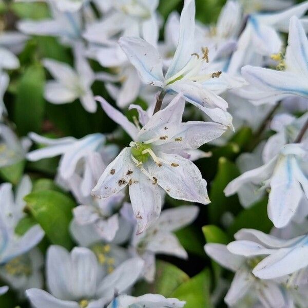 Scilla mischtschenkoana Flor