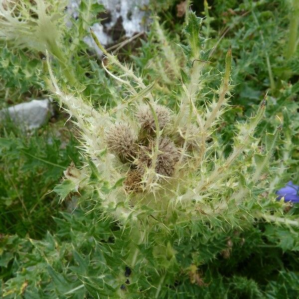 Cirsium spinosissimum Fiore